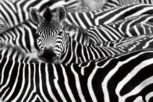 Glasschilderij fotokunst schilderij zebra's 120x80 dieren woonkamer slaapkamer