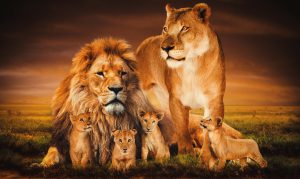 glasschilderij leeuwenfamilie | wanddecoratie | Posterjunkie 002| 118x70cm Wandkraft dieren