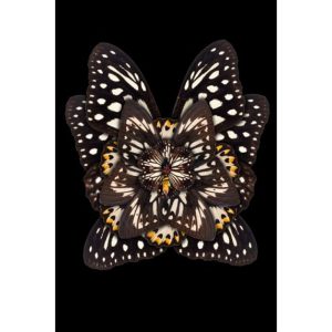 Plexiglasschilderij - Vlinder - Common Mime