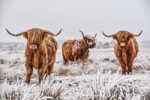 schilderij hooglander