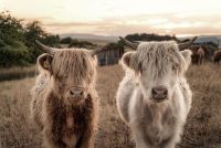 120 x 80 cm - glasschilderij - Schotse hooglanders